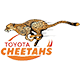 cheetahs